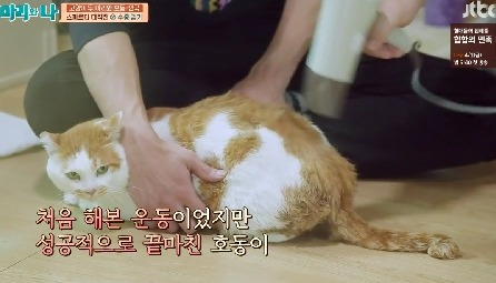 [마리와나] 뚱보냥 호동이 다이어트 시키기 (feat.먼지) | 인스티즈