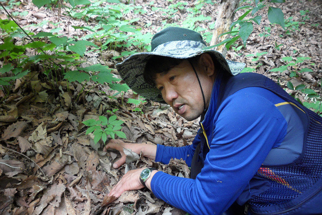 지리산산삼산야초 이미지