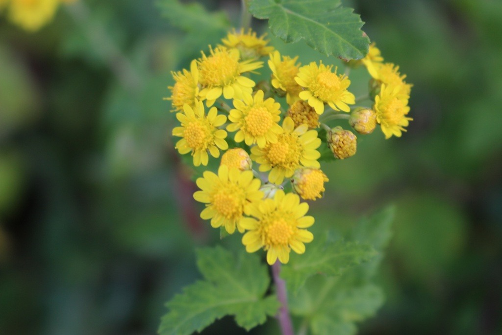 234D243A5263C3FF05BB13