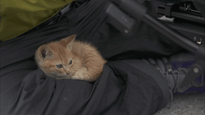 아깽이들한테 많이보이는거같은 민들레냥 | 인스티즈