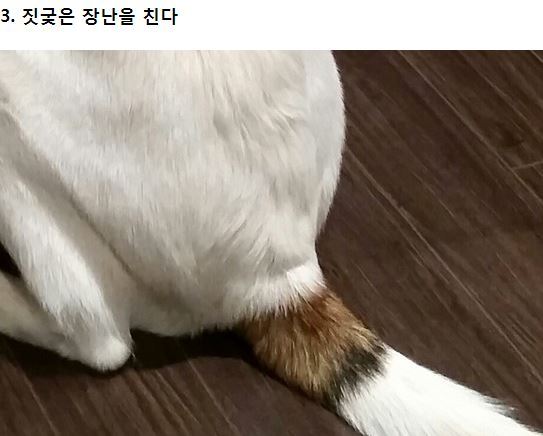 강아지가 싫어하는 8가지 행동.jpg | 인스티즈