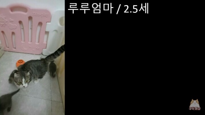 크림히어로즈 7월 9일 라이브포함 피드백 정리 | 인스티즈