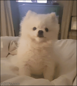 재채기 시원하게 하는 댕댕이 | 인스티즈