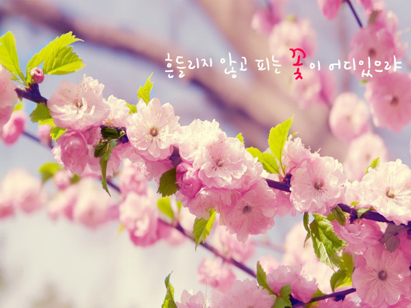 넌나의봄이다 이미지