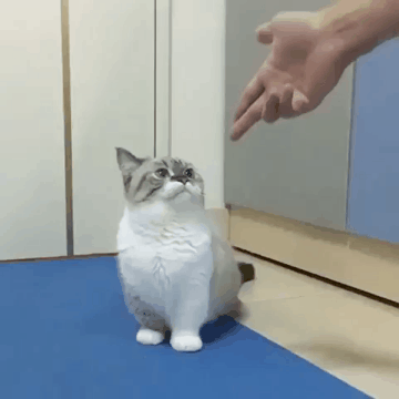 빵야2.gif | 인스티즈