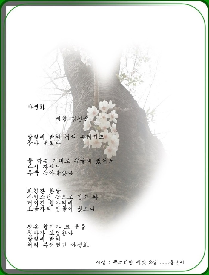 백향 이미지