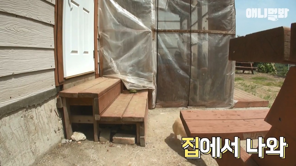 혼자 버스타고 지인 만나러가는 강아지 | 인스티즈