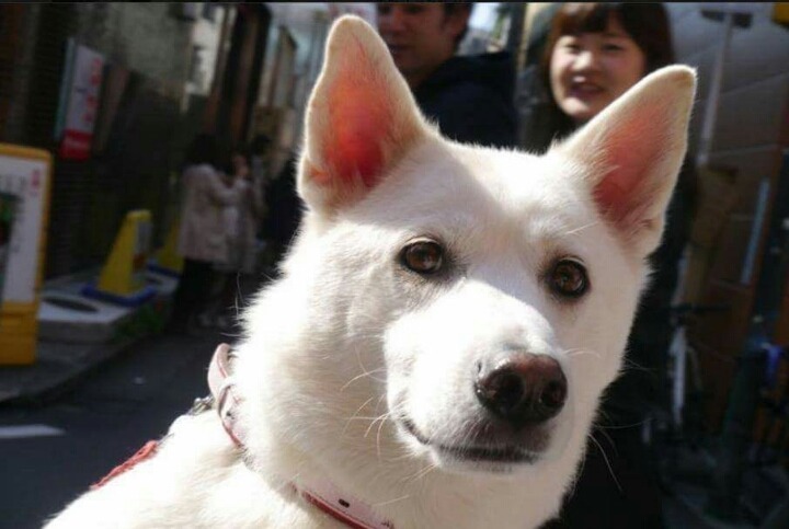 헤어진 남자친구가 개로 환생했다.. | 인스티즈