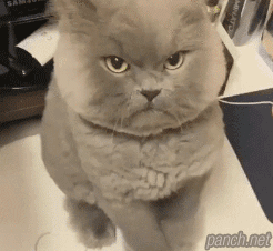 고양이 극딜 먹이기...gif | 인스티즈