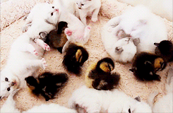 새끼고양이 & 새끼오리 .GIF | 인스티즈