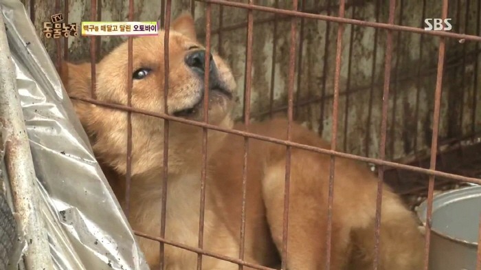 [TV동물농장] 동물농장에서 방송된 인천의 한 개 도축장의 현실.jpg | 인스티즈