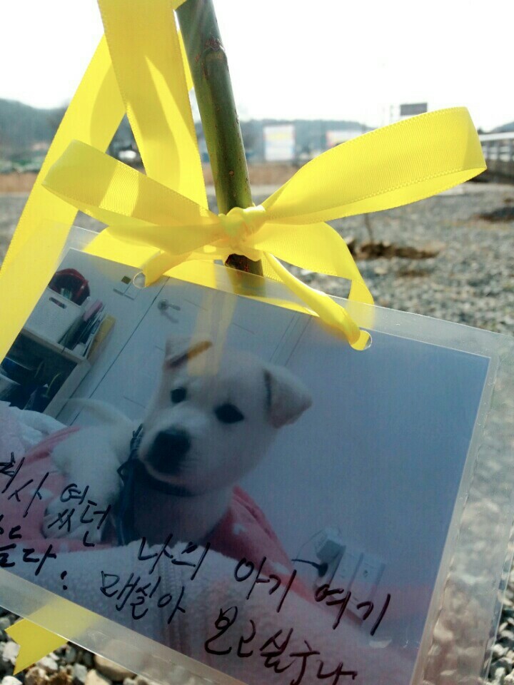 창녕 매실이 이야기를 아시나요?개소주가 되어서 돌아온 우리 매실이를 기억해주세요. 동물보호법강화를 위해 관심가져주세요 | 인스티즈