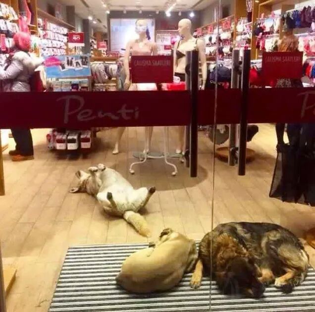 한파영향으로 이스탄불 고양이 강아지들 | 인스티즈