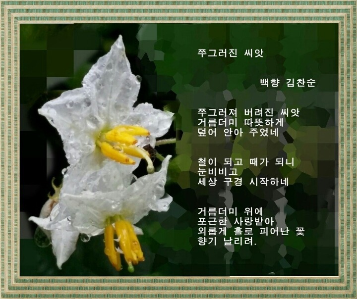 백향 이미지