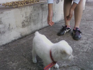 재수없게생겼다고 일본이 대량 학살한 우리나라 토종개 동경이(댕견) | 인스티즈