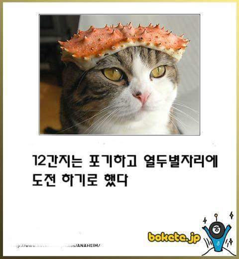 고양이 제목 학원 | 인스티즈