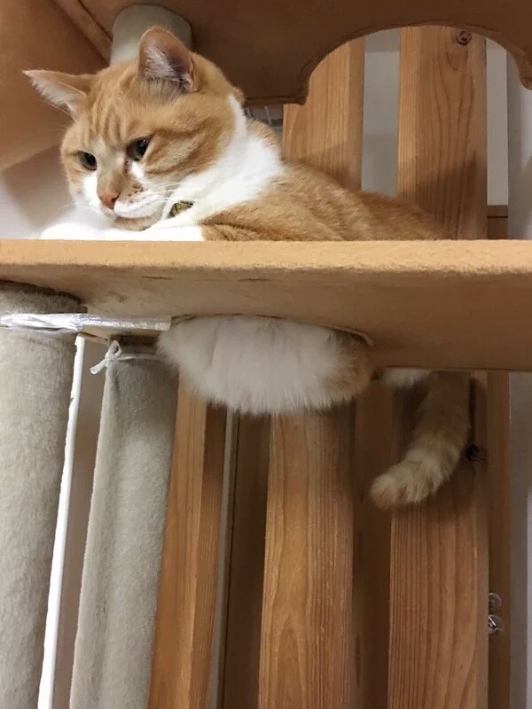캣타워에 배가 낀 고양이들.jpg | 인스티즈