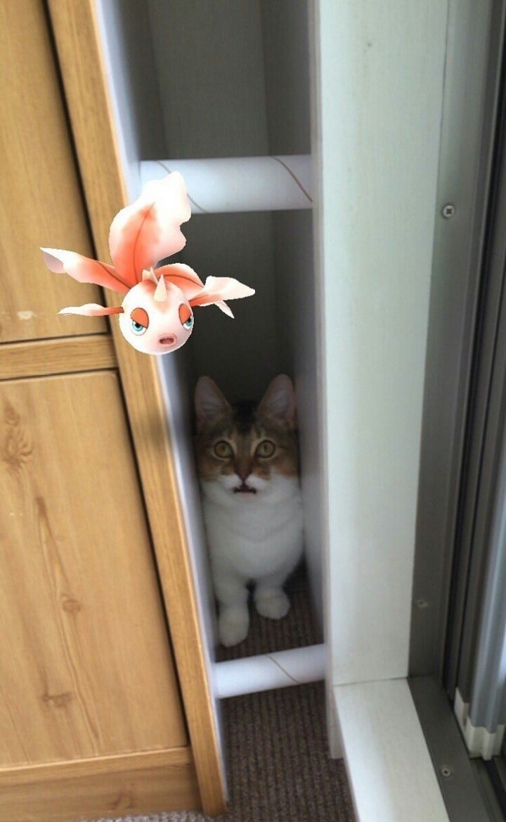 포켓몬이 보이는 냥이.jpg | 인스티즈