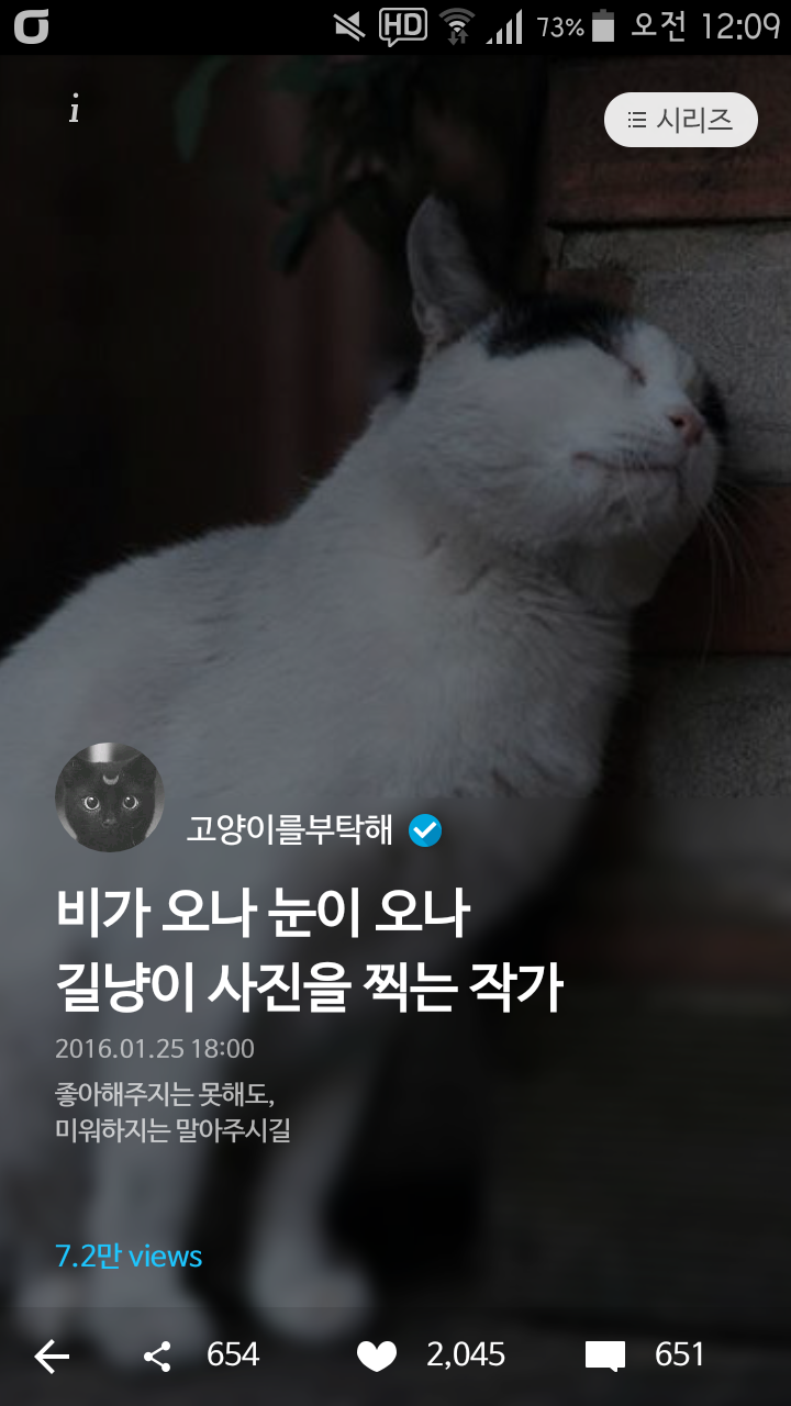 비가오나 눈이오나 길냥이 사진을 찍는 작가 | 인스티즈
