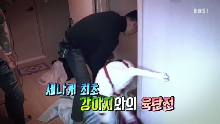 겁 많은 대형견 보리 | 인스티즈