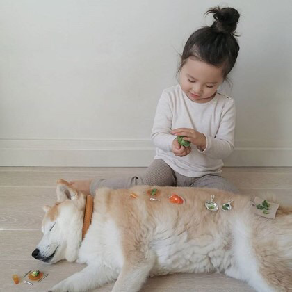시바견 퐁퐁과 2살 소녀 필로(귀여움 주의) | 인스티즈
