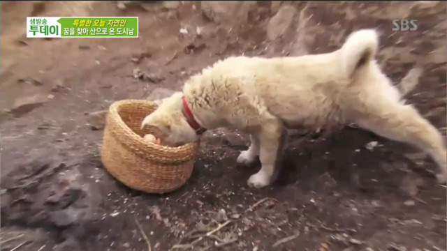 멍뭉이의 복수 | 인스티즈