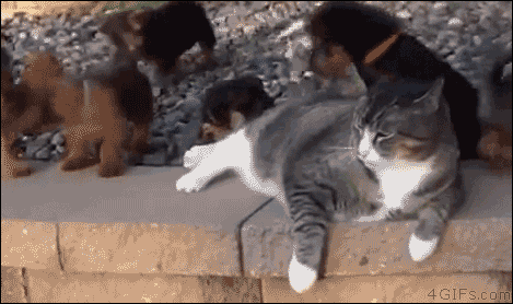 고양이:ㄲㅈ | 인스티즈