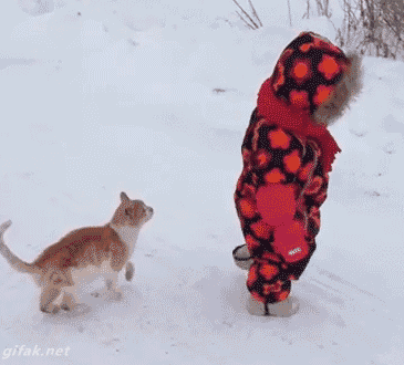 아기한테 어부바 해달라는 고양이.gif | 인스티즈