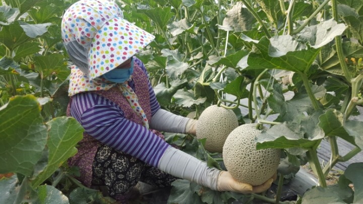 곡성멜론 이미지