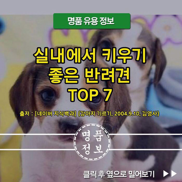 실내에서 키우기 좋은 반려견 TOP7 | 인스티즈