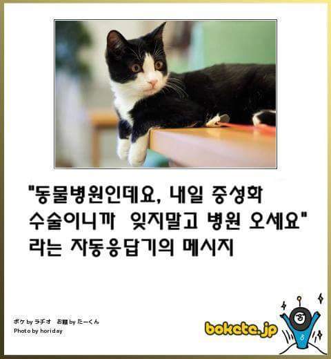 고양이 제목 학원 | 인스티즈