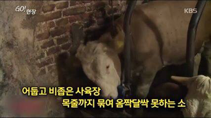 감사함을 아는 동물 | 인스티즈