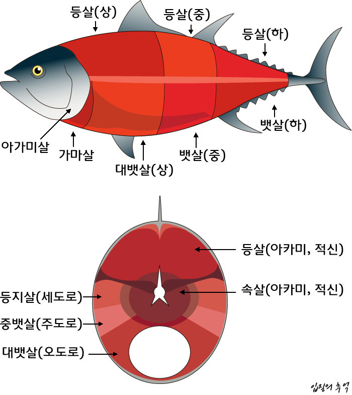 선참치 이미지