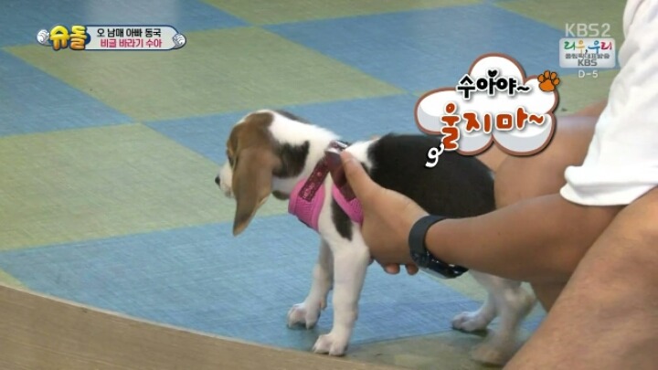 [슈돌] 아직 이별이 힘든 4세 수아 | 인스티즈