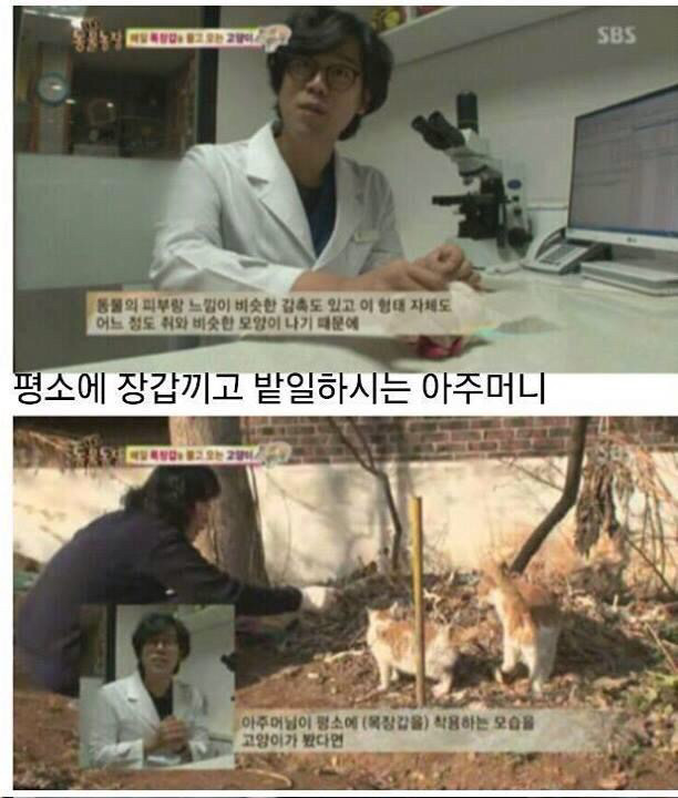밥을 준 할머니에게 장갑을 물어다준 길고양이 | 인스티즈