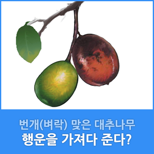 벼락맞은대추나무 이미지