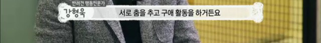 교배 업체에 보낸 후 사나워진 강아지 릴리 | 인스티즈