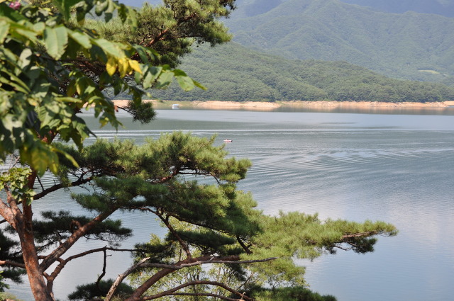 연꽃냉면 이미지