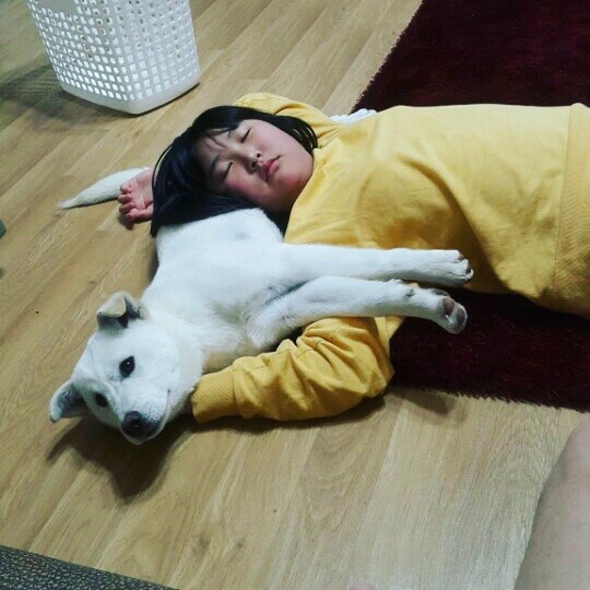 우리매실이를 위해 도와주세요. 택시기사가 개소주를 만들어 버렸습니다. 억울함을 풀어주세요 | 인스티즈
