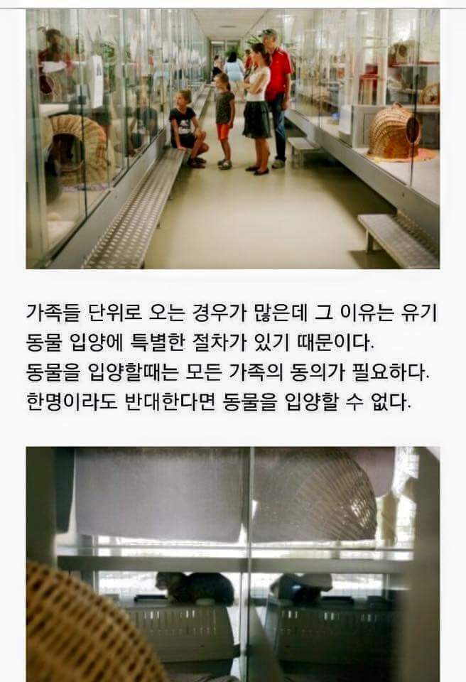 우리나라와는 조금 다른 독일의 반려동물 분양 | 인스티즈