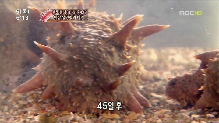 해삼의 미스테리.jpg | 인스티즈