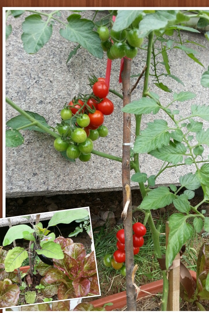 텃밭야채 이미지