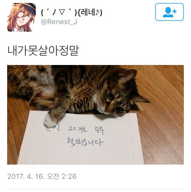 진정한 돼지다냥 | 인스티즈