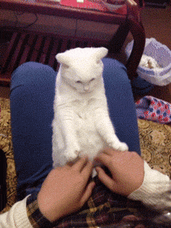 고양이.gif | 인스티즈