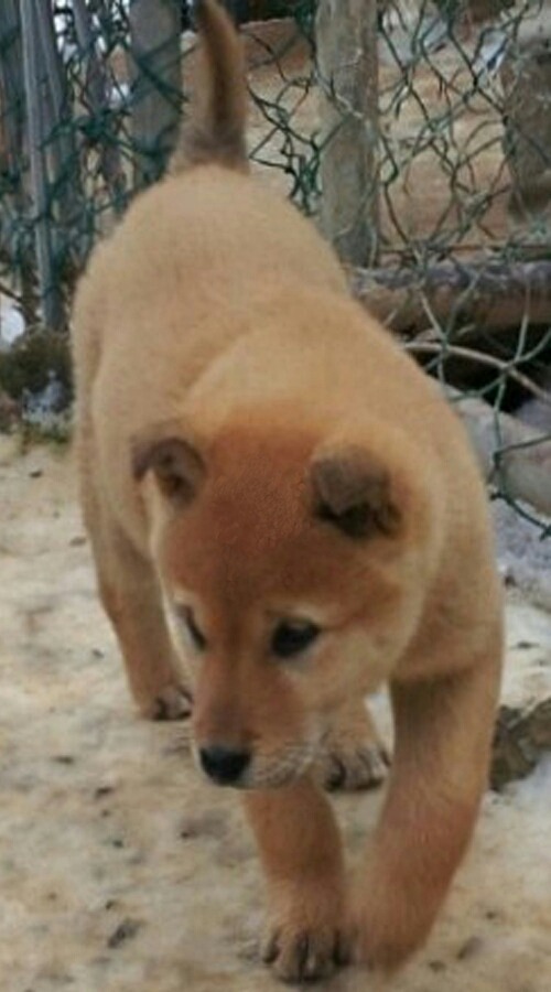 곰순이 이미지
