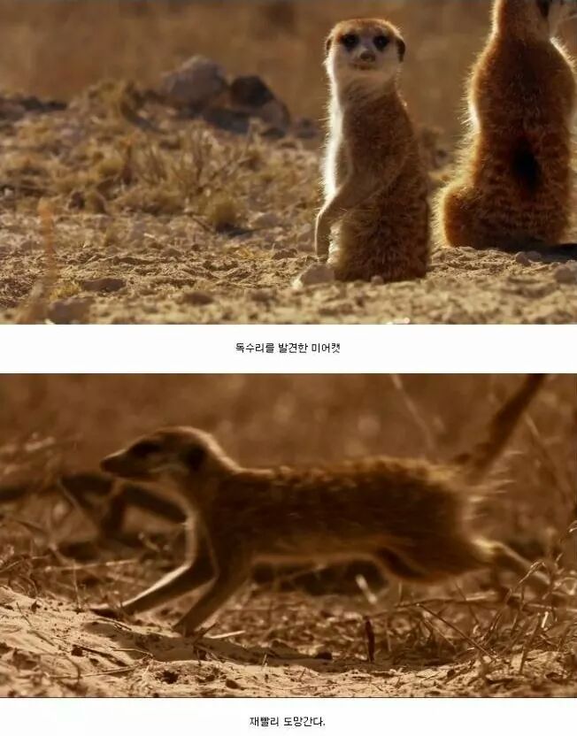 까마귀 인성수준 ㅎㅎㅎㅎㅎㅎㅎㅎ | 인스티즈