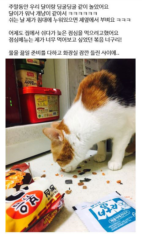 집사의 라면을 탐낸 주인님의 최후.jpg | 인스티즈