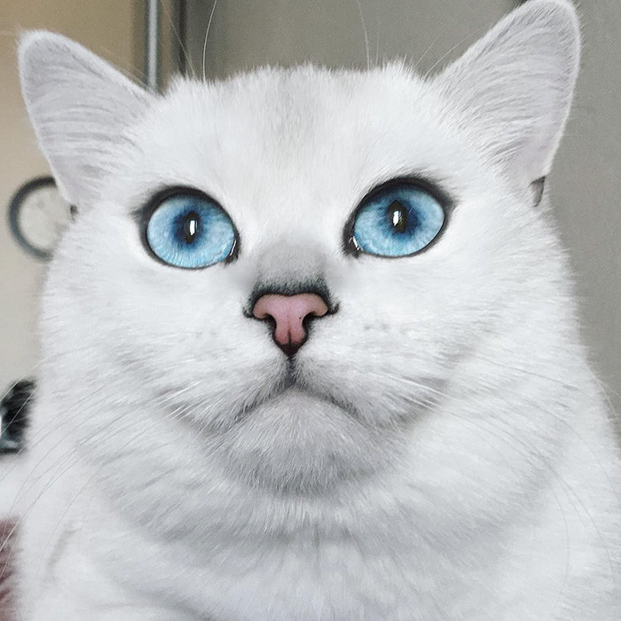 보석같은 눈을 가진 냥이 | 인스티즈