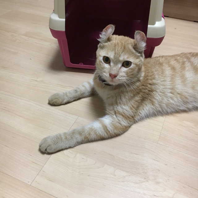 고양이 주인을 찾습니다... | 인스티즈