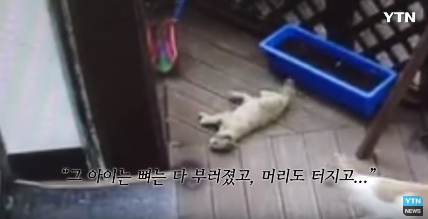 혐오,분노주의)고양이 잔혹하게 내던져 죽이고는 '웃으며 도망쳤다' | 인스티즈